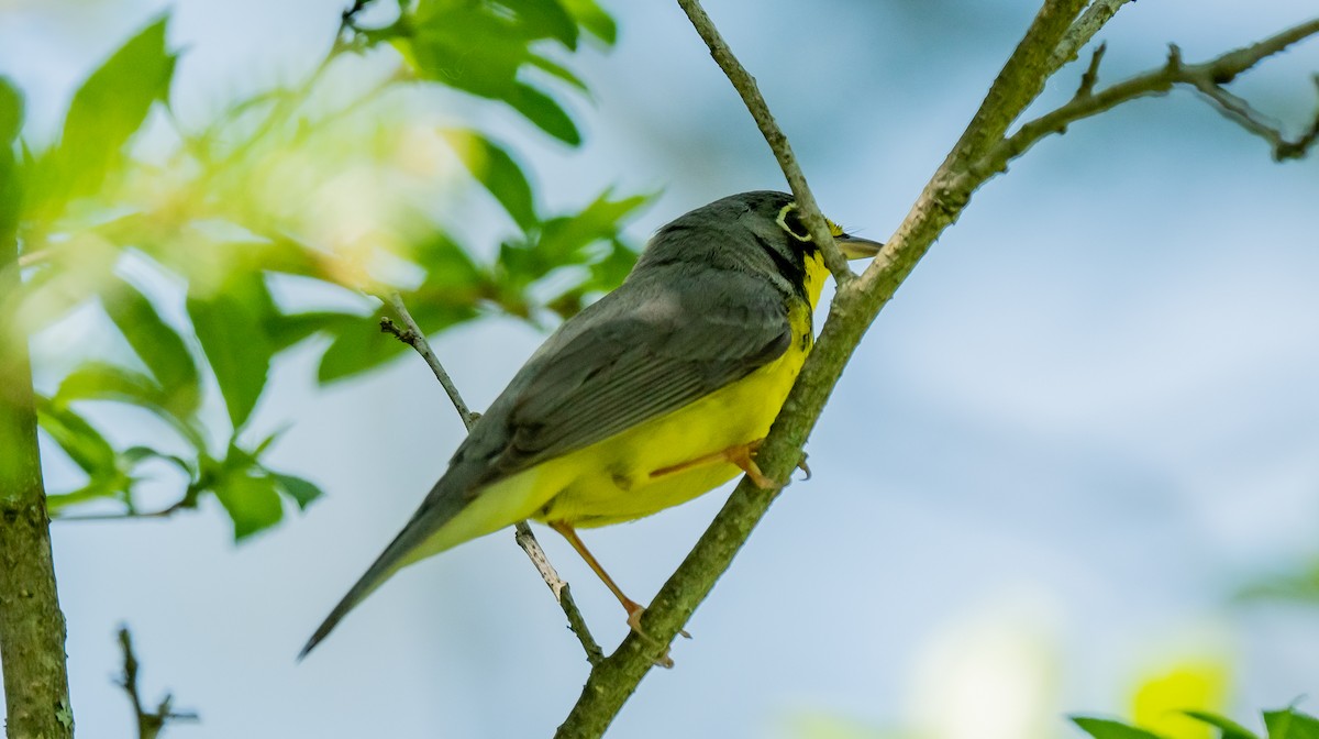 Canada Warbler - ML619778850