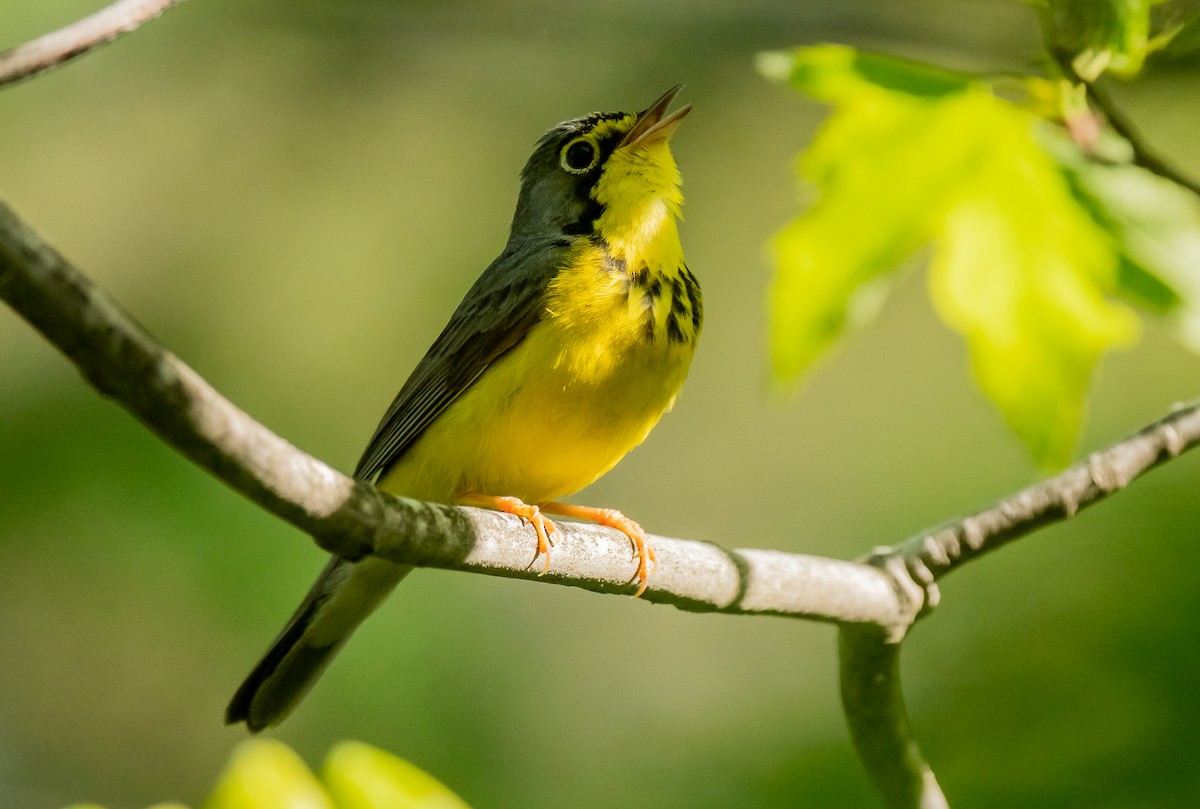 Canada Warbler - ML619778854