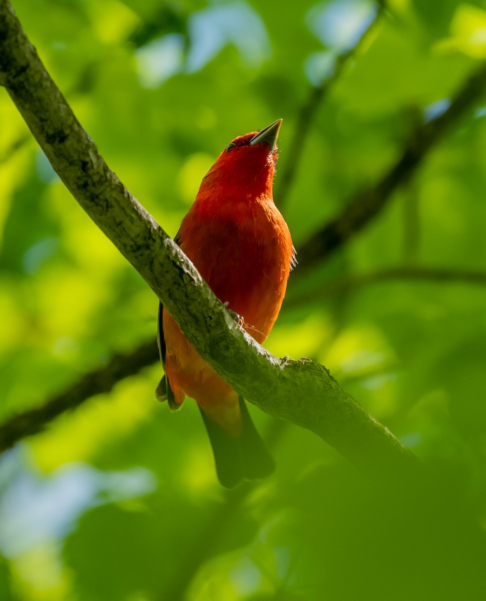 Scarlet Tanager - ML619778884