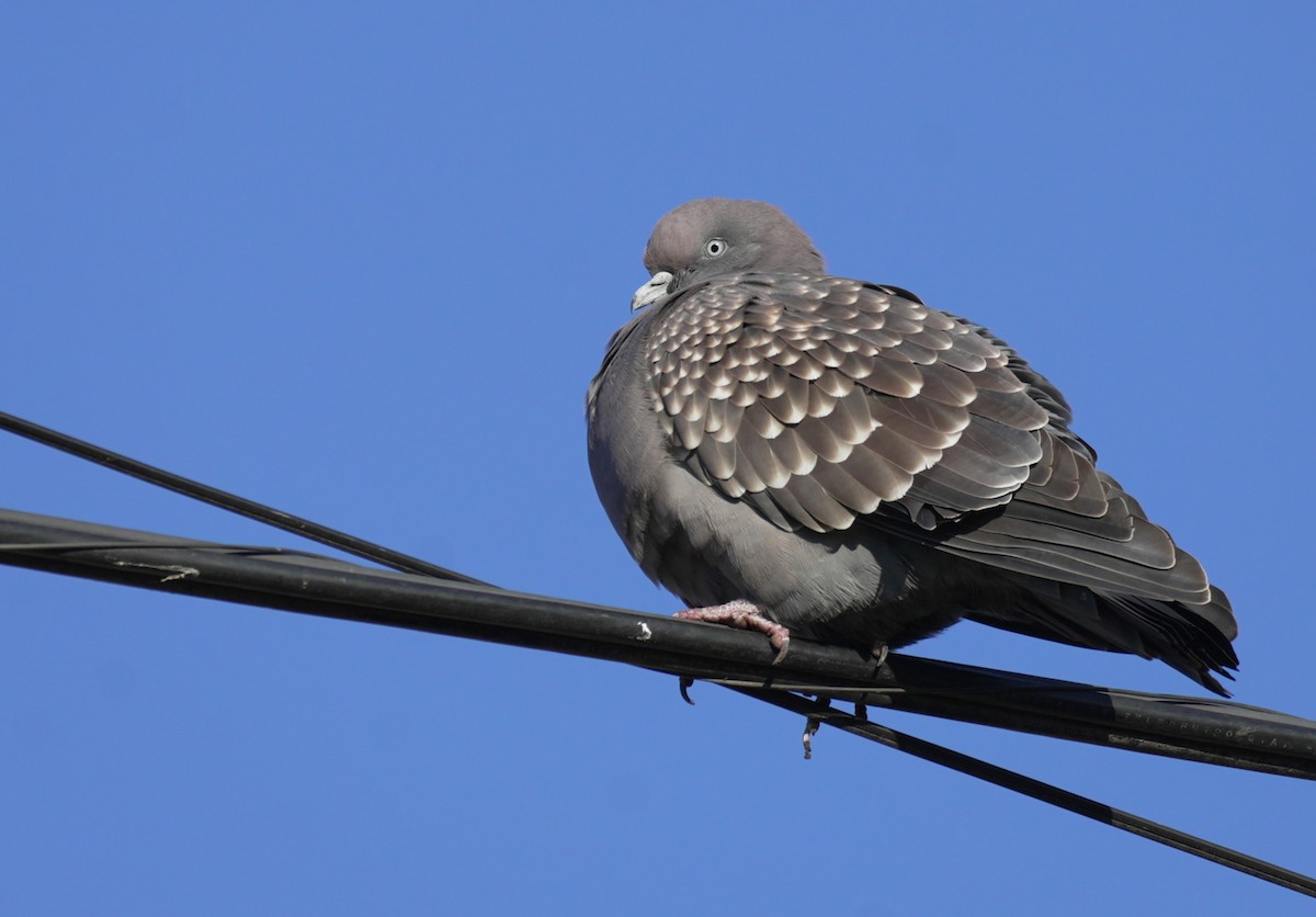 Spot-winged Pigeon - ML619778892