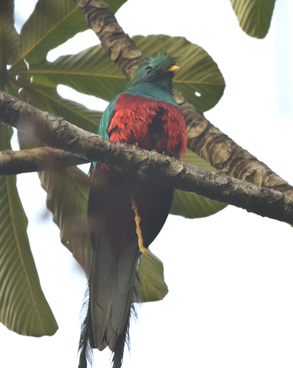 Quetzal Guatemalteco - ML619778935