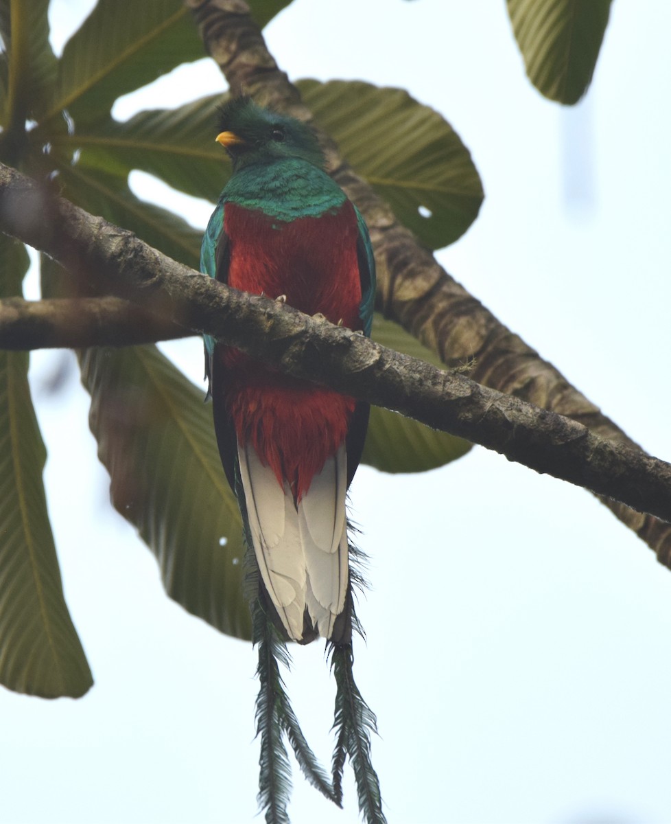 Quetzal Guatemalteco - ML619778936