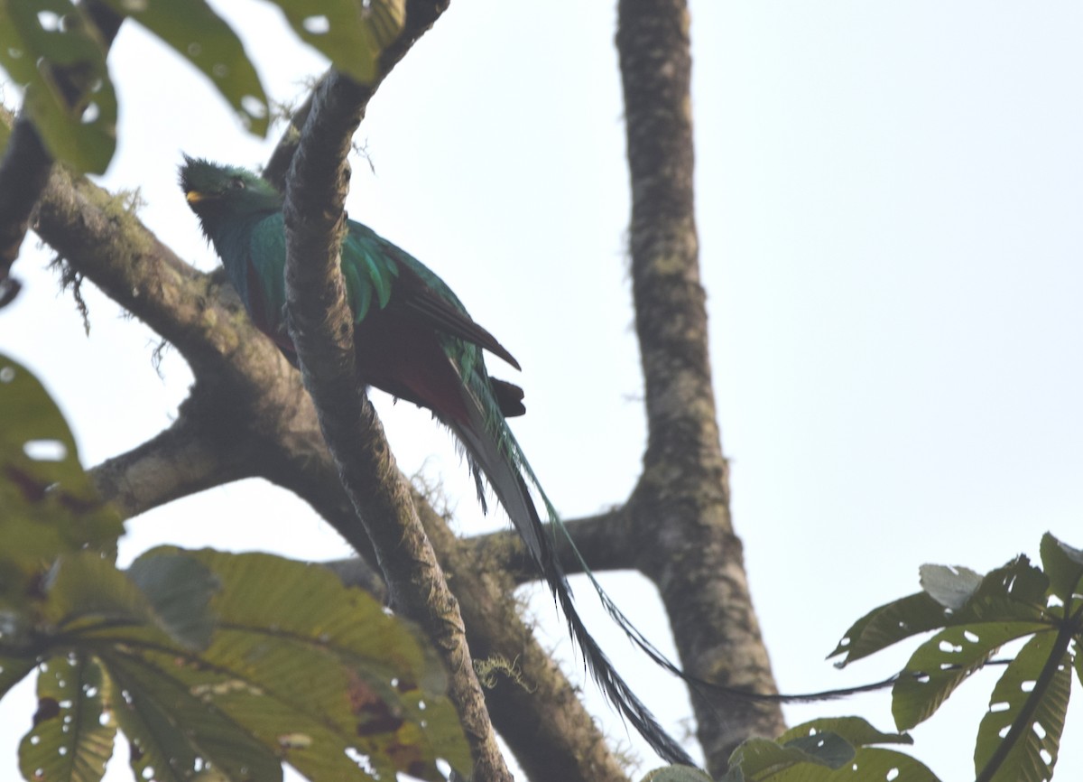 Quetzal Guatemalteco - ML619778937