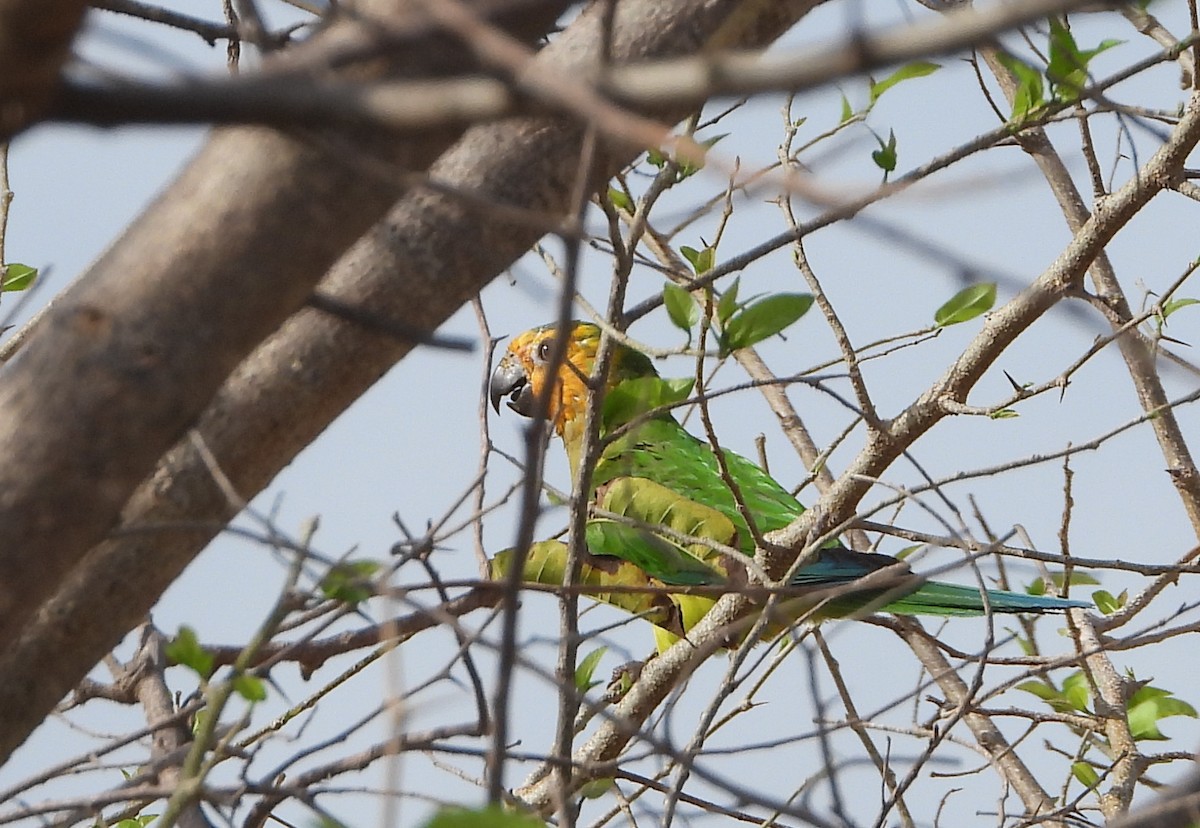 Brown-throated Parakeet - ML619778960
