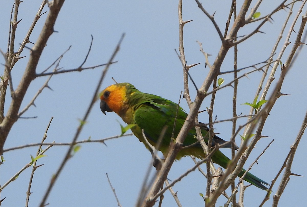 Brown-throated Parakeet - ML619778961