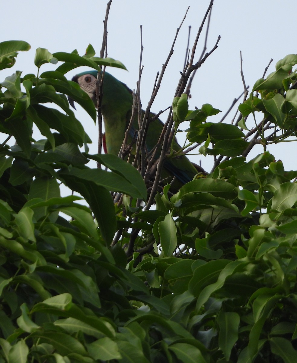 Chestnut-fronted Macaw - ML619778973