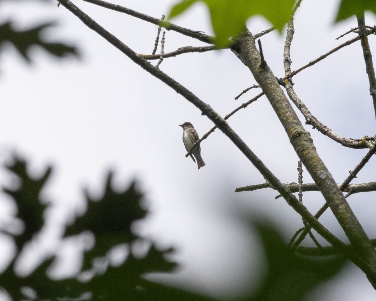 Olive-sided Flycatcher - ML619778980