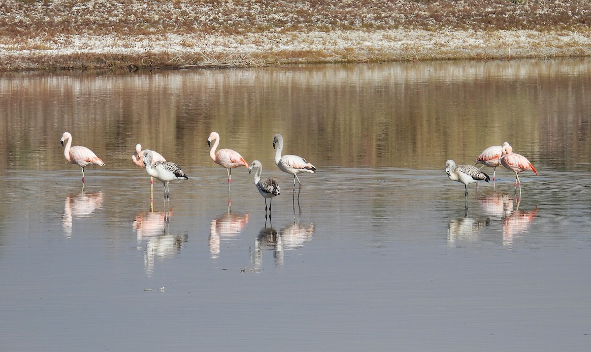 Şili Flamingosu - ML619778990