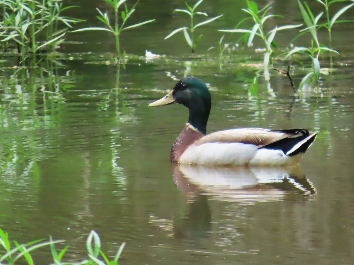 Canard colvert - ML619779005