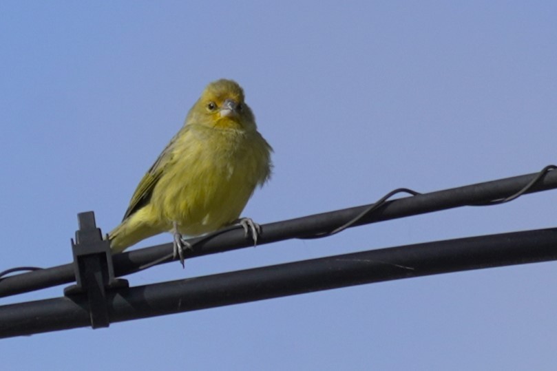 Saffron Finch - ML619779014