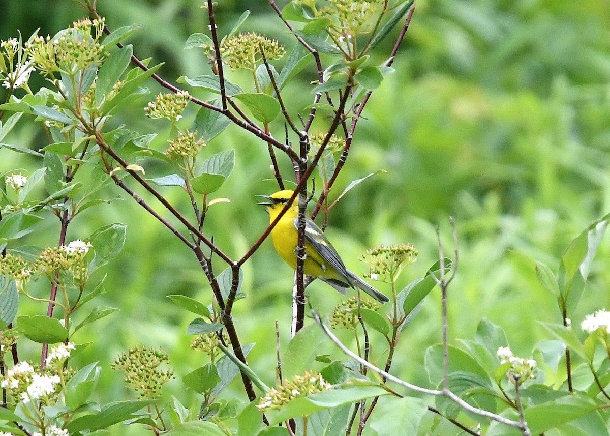 Blue-winged Warbler - ML619779025