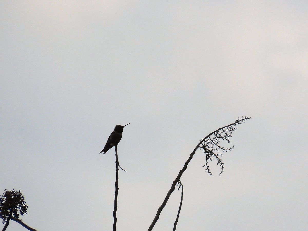 Ruby-throated Hummingbird - Susan Wright