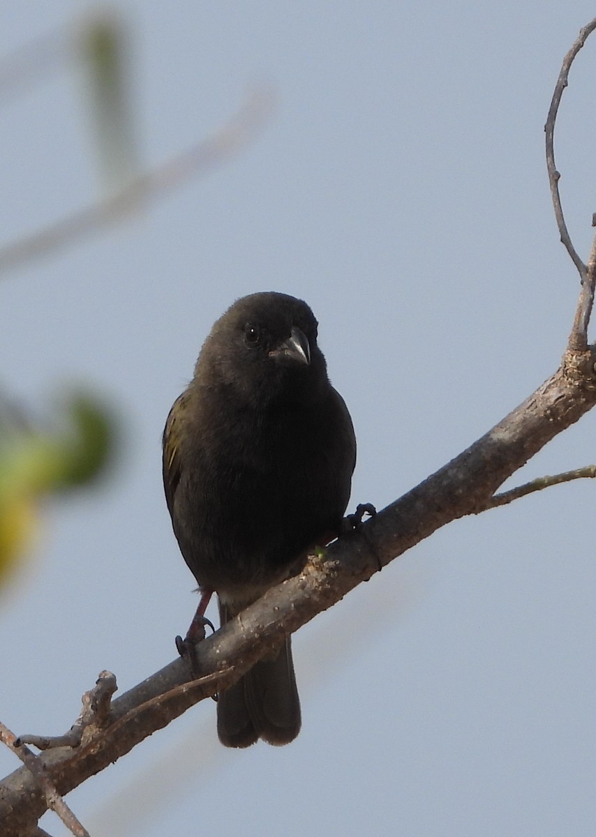 Black-faced Grassquit - ML619779053