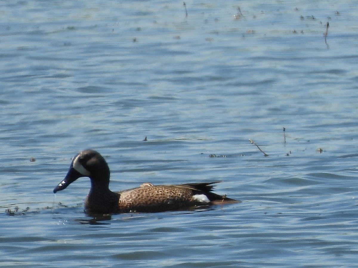 Blue-winged Teal - ML619779057