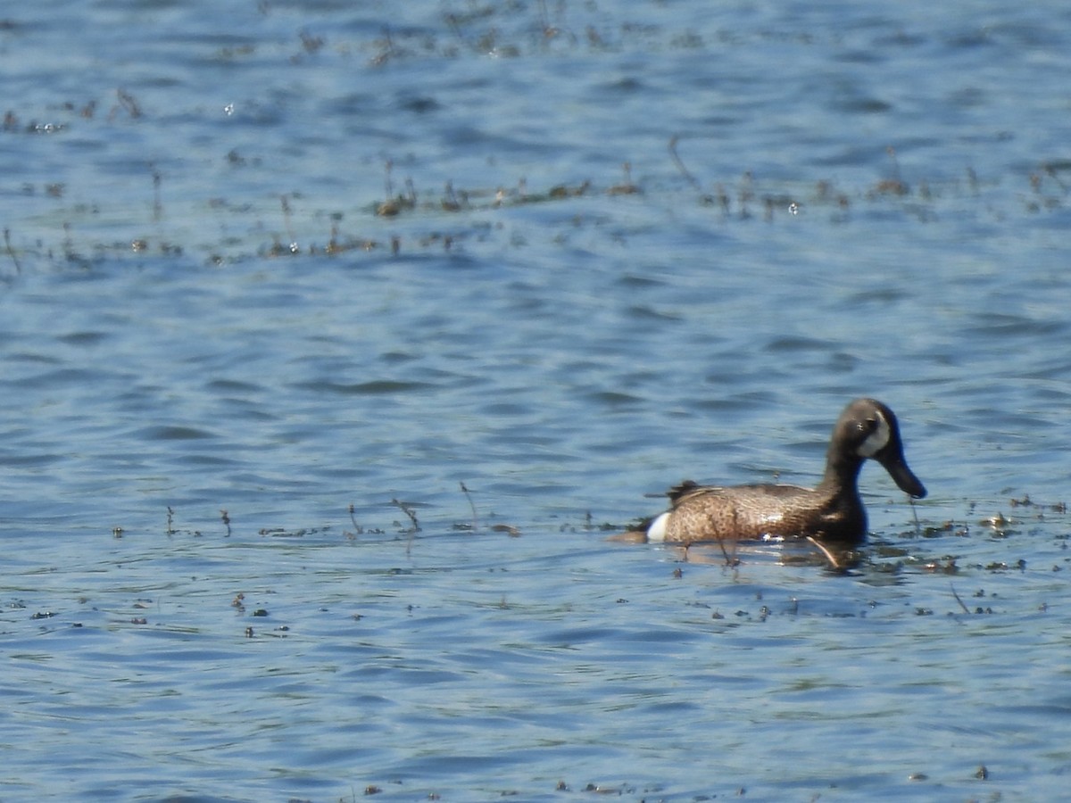 Blue-winged Teal - ML619779058