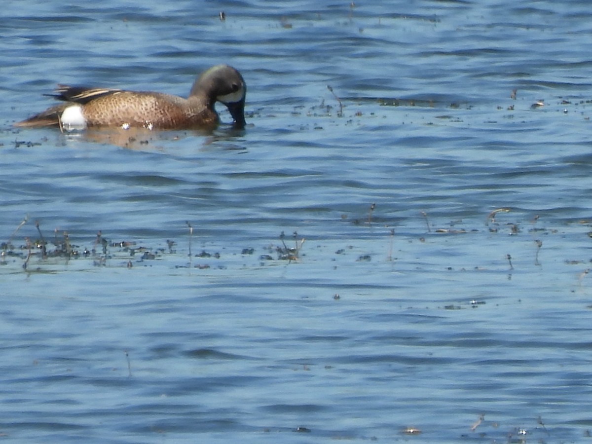 Blue-winged Teal - ML619779059
