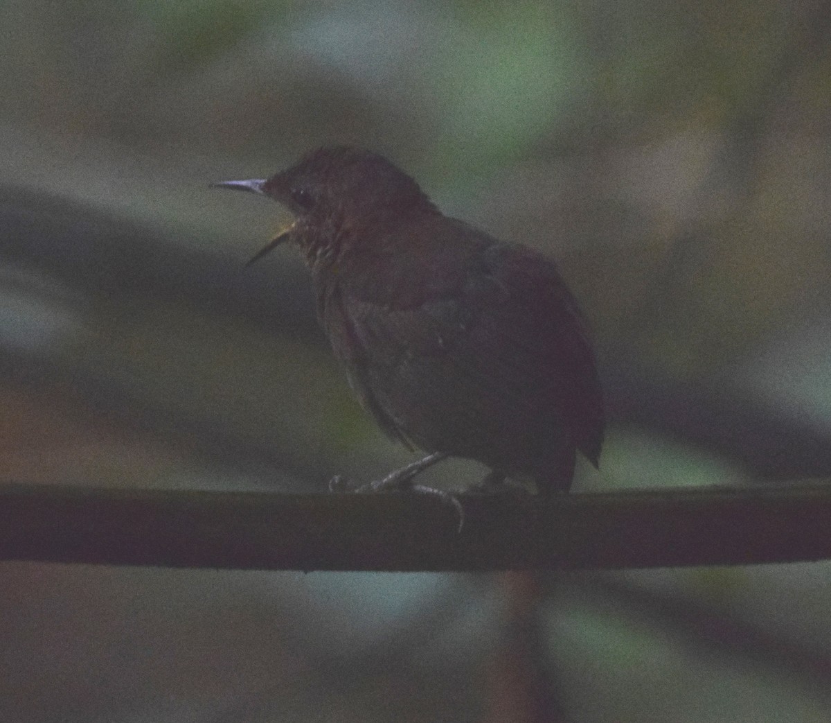 Nightingale Wren - ML619779069