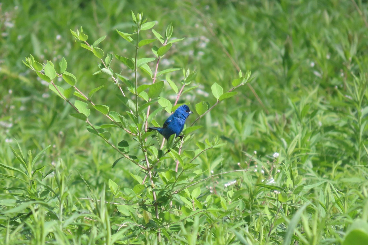 Passerin indigo - ML619779073