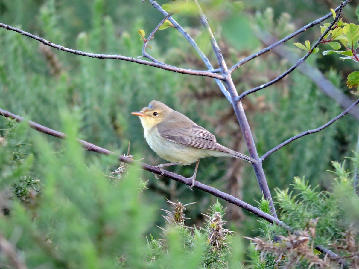 Melodious Warbler - ML619779086