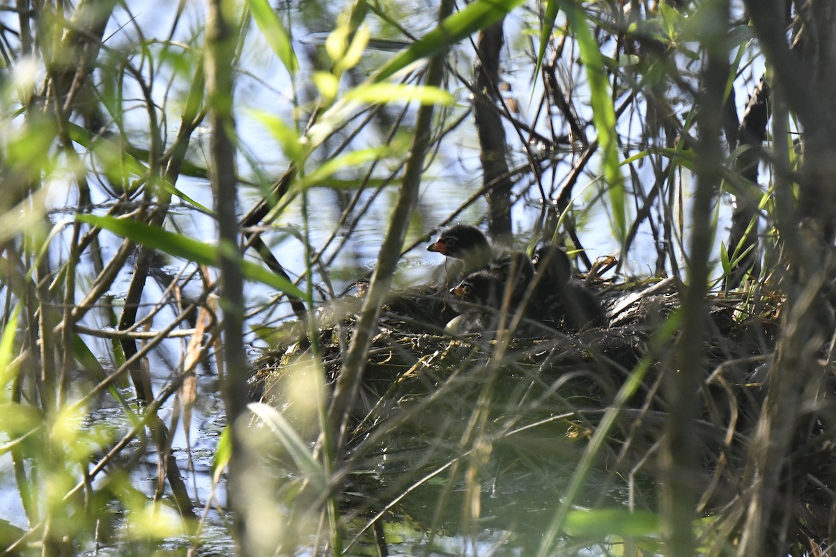 Pied-billed Grebe - ML619779088