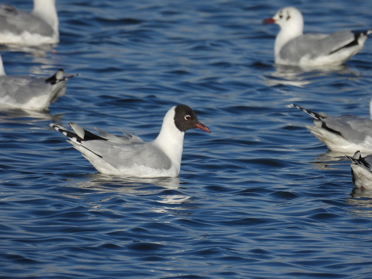 Mouette de Patagonie - ML619779092