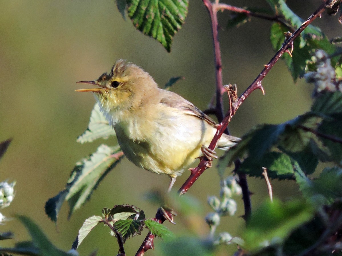 Melodious Warbler - ML619779093