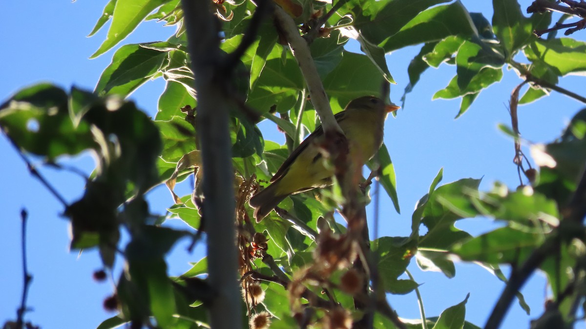 Western Tanager - ML619779107