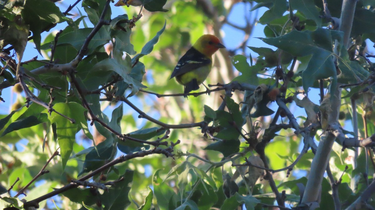 Western Tanager - ML619779108