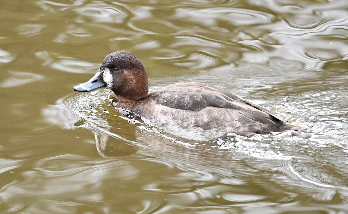 Common Pochard x Tufted Duck (hybrid) - ML619779116