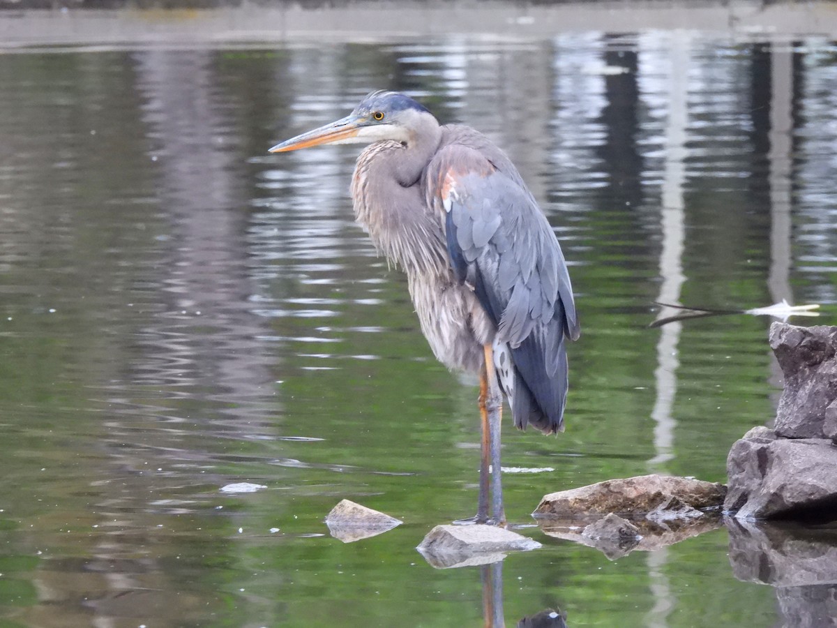 Great Blue Heron - ML619779146