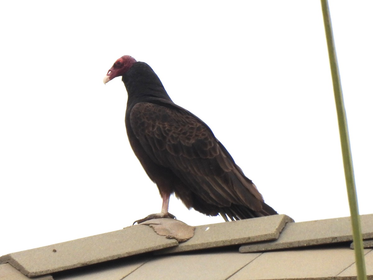 Turkey Vulture - ML619779151