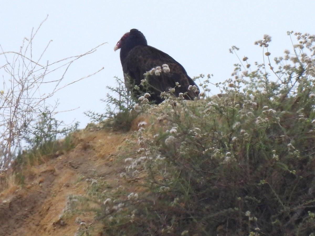 Turkey Vulture - ML619779152