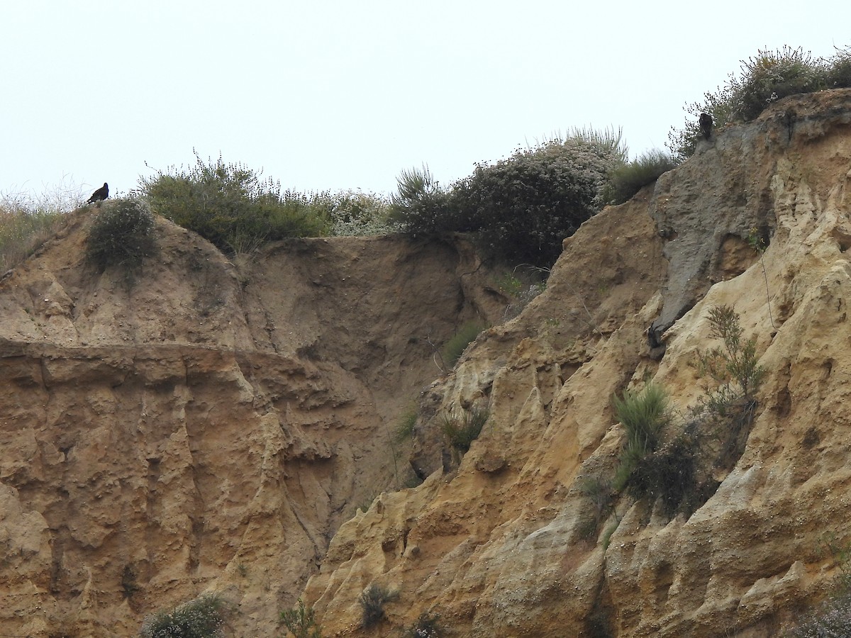 Turkey Vulture - ML619779153