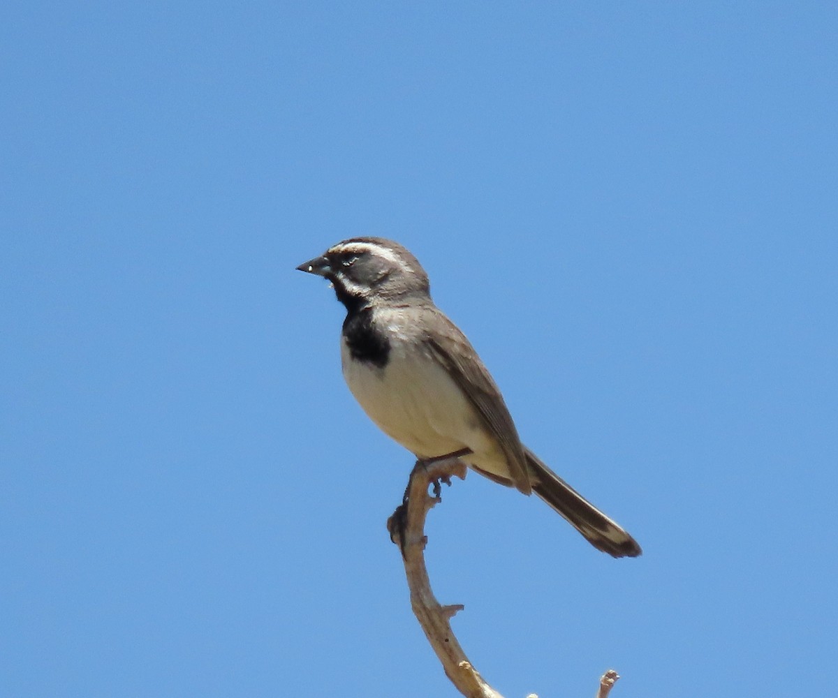 Black-throated Sparrow - ML619779174