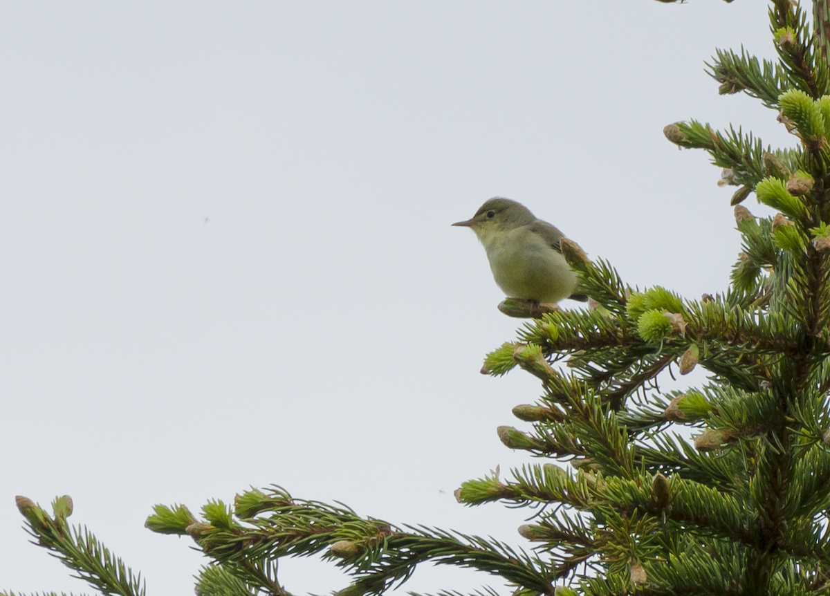 Icterine Warbler - ML619779178