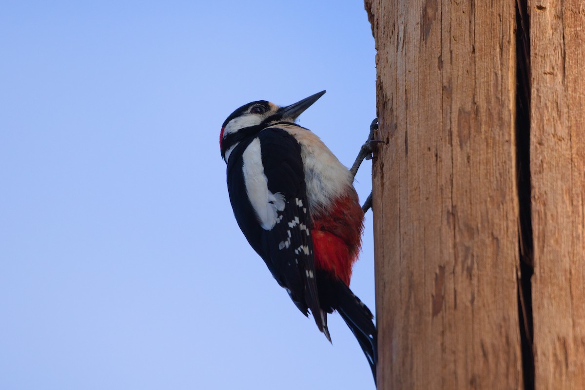 Great Spotted Woodpecker (Canarian) - ML619779181