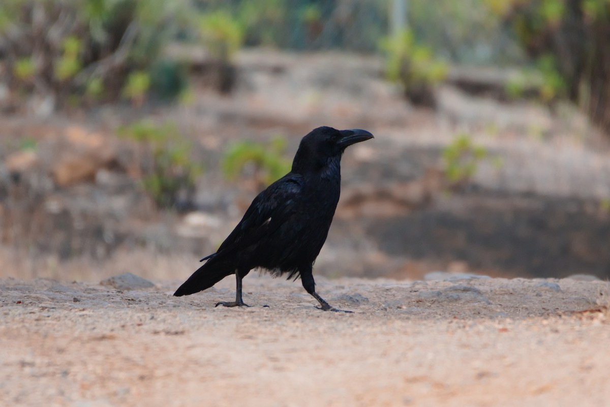 Common Raven - ML619779185