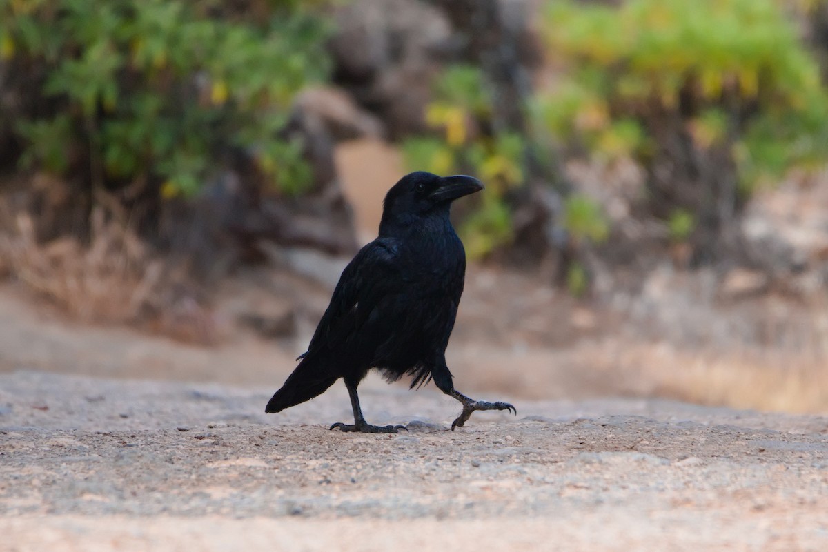 Common Raven - ML619779186