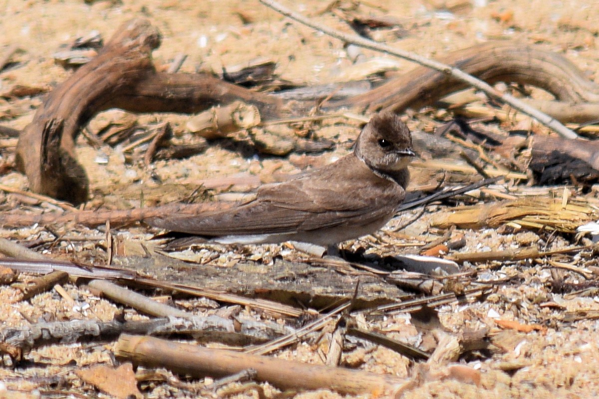 Northern Rough-winged Swallow - ML619779189