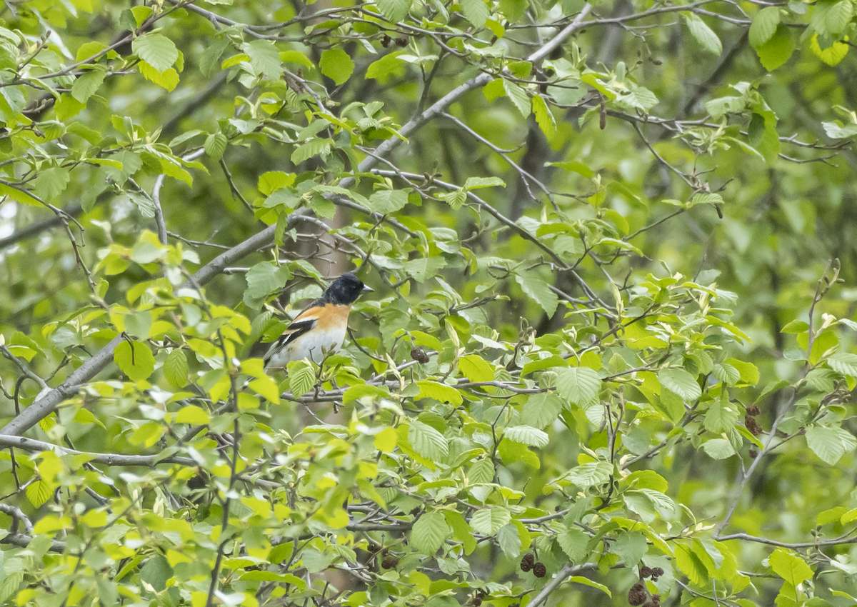 Brambling - ML619779191