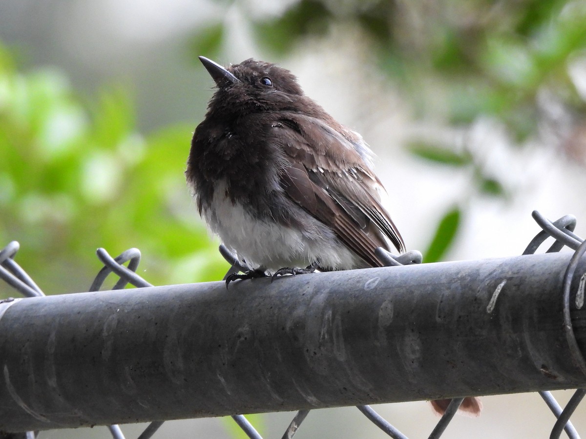 Black Phoebe - ML619779194