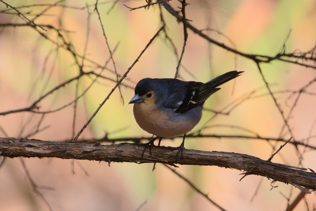 Canary Islands Chaffinch (Canary Is.) - ML619779234