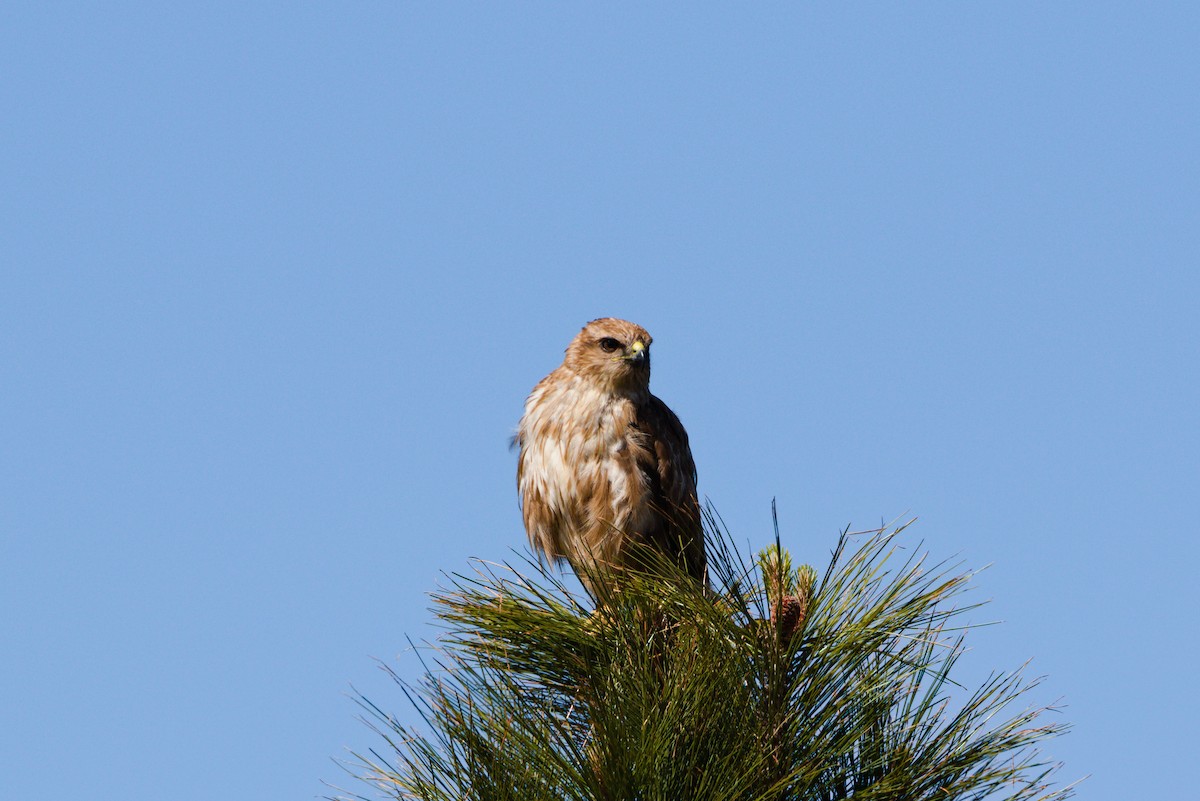 Common Buzzard (Canary Is.) - ML619779237