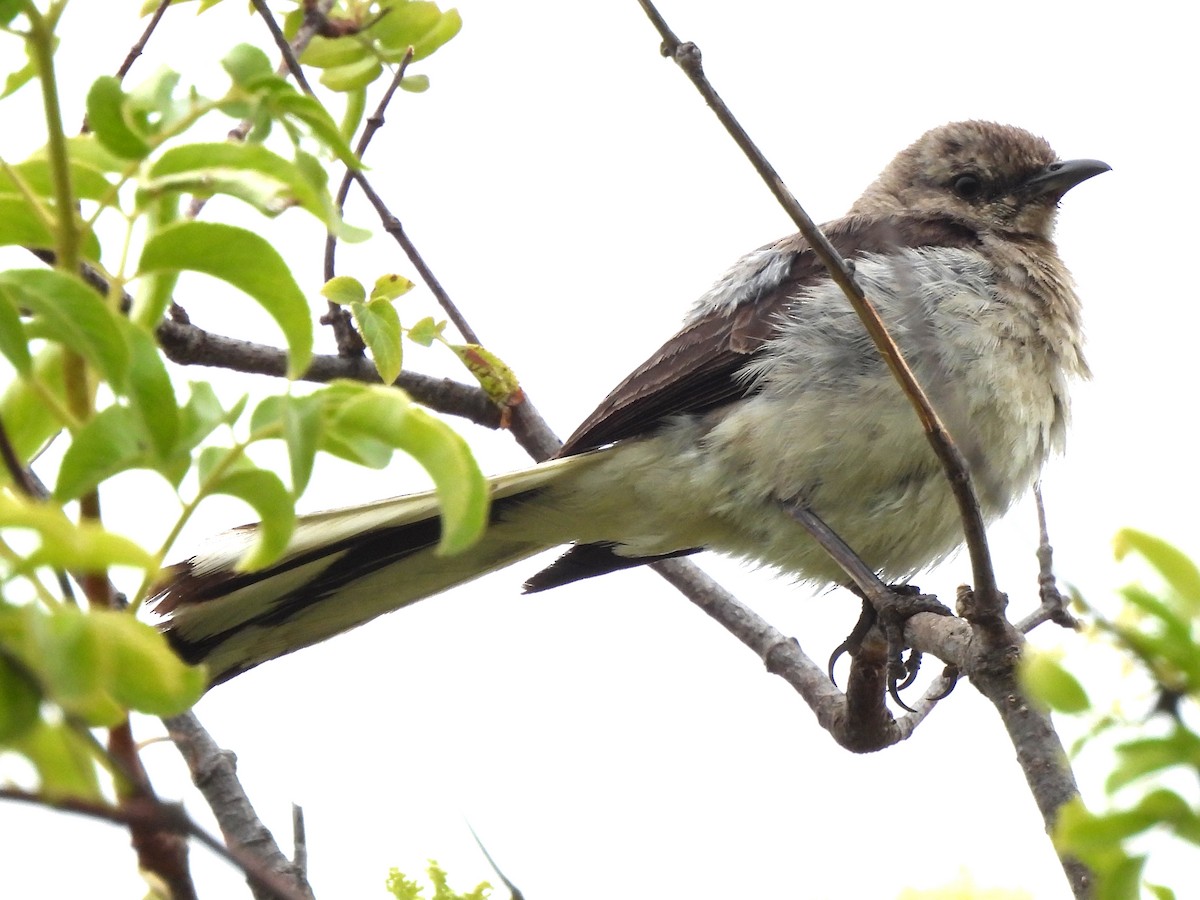 Northern Mockingbird - ML619779240