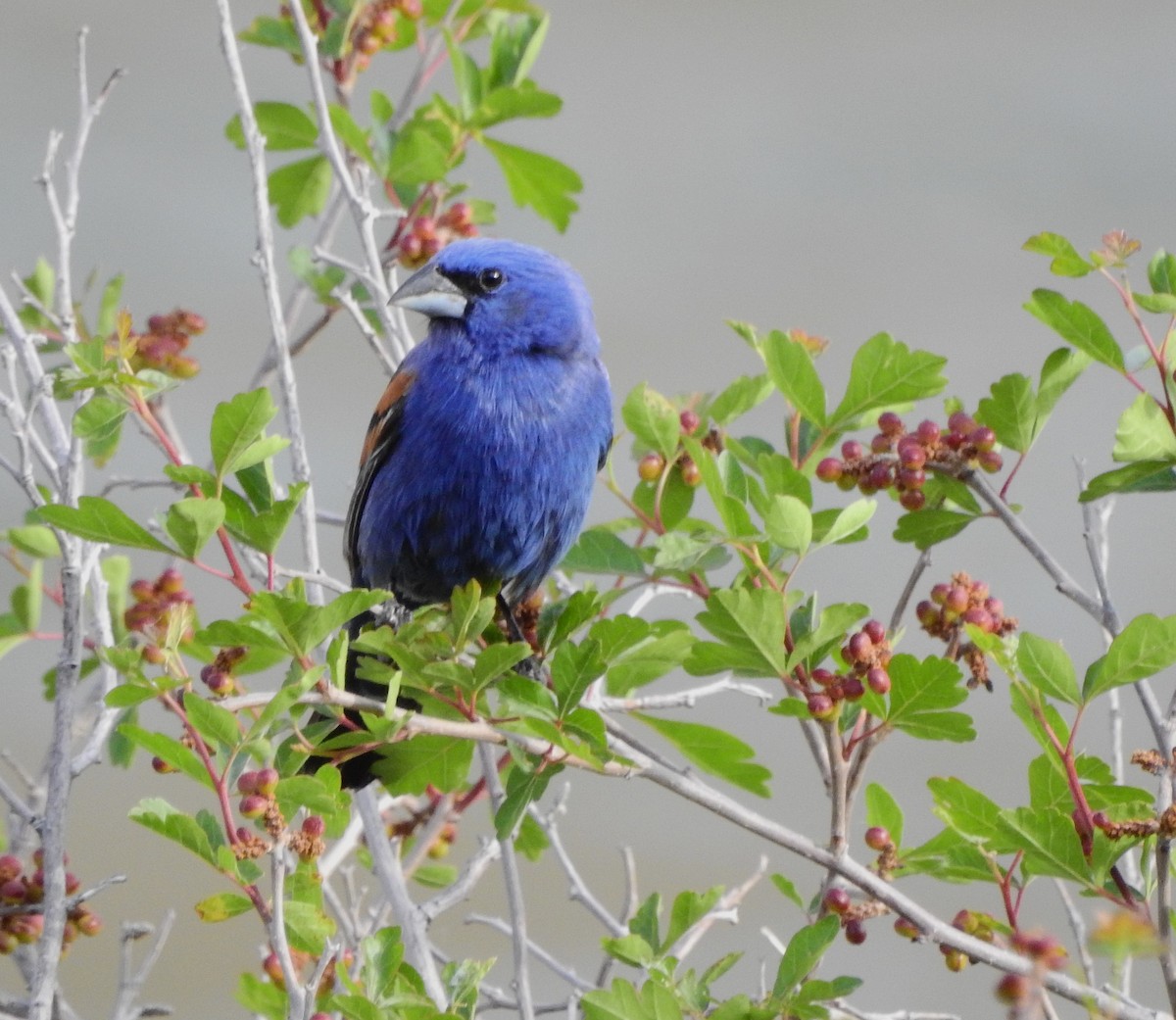 Blue Grosbeak - ML619779243