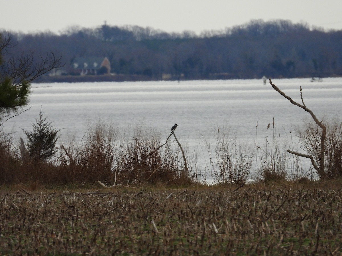 Belted Kingfisher - ML619779244