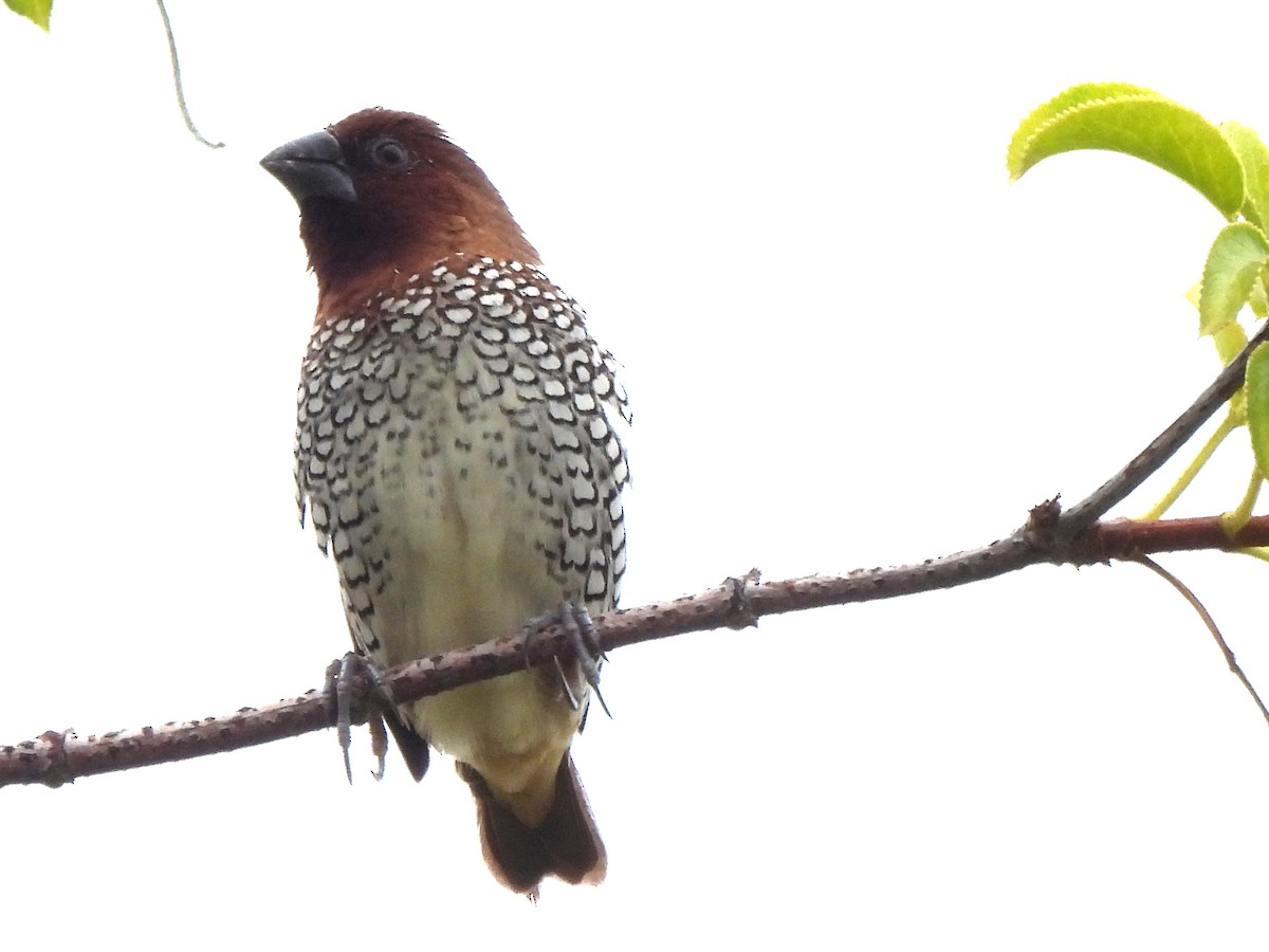 Scaly-breasted Munia - ML619779251