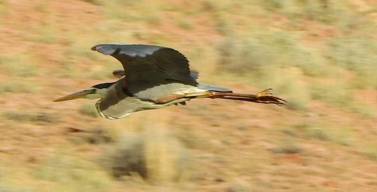 Great Blue Heron - ML619779270