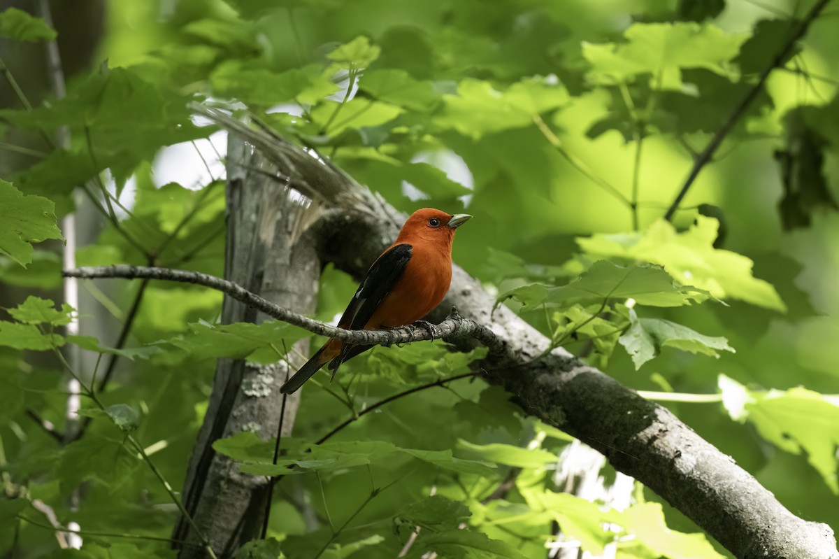 Scarlet Tanager - ML619779283