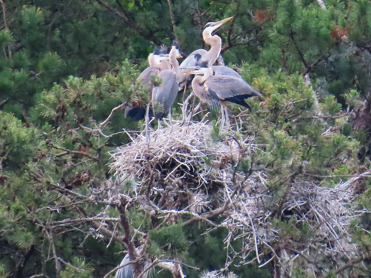 Great Blue Heron - ML619779293